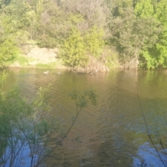 Cygnus atratus (Black Swan) at Karabar, NSW - 17 Oct 2021 by Swanwatcher_28