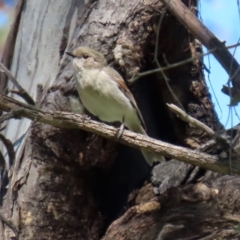 Pachycephala pectoralis (Golden Whistler) at Pialligo, ACT - 17 Oct 2021 by RodDeb