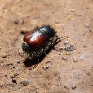 Liparetrus sp. (genus) at Pialligo, ACT - 17 Oct 2021