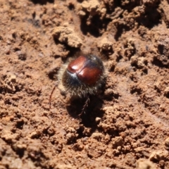 Liparetrus sp. (genus) at Pialligo, ACT - 17 Oct 2021