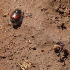 Liparetrus sp. (genus) at Pialligo, ACT - 17 Oct 2021