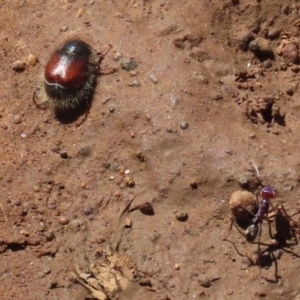 Liparetrus sp. (genus) at Pialligo, ACT - 17 Oct 2021