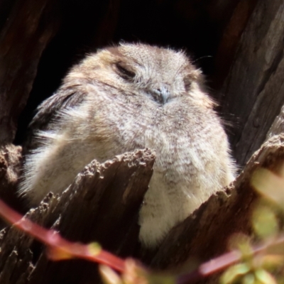 Aegotheles cristatus (Australian Owlet-nightjar) at Pialligo, ACT - 17 Oct 2021 by RodDeb