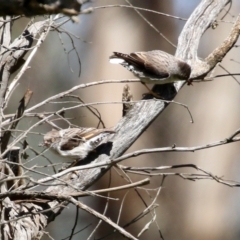 Daphoenositta chrysoptera (Varied Sittella) at Mount Ainslie - 17 Oct 2021 by RodDeb