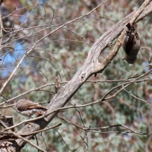 Daphoenositta chrysoptera at Pialligo, ACT - 17 Oct 2021 02:22 PM