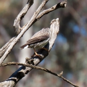 Daphoenositta chrysoptera at Pialligo, ACT - 17 Oct 2021 02:22 PM