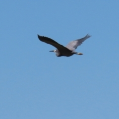 Egretta novaehollandiae at Pialligo, ACT - 17 Oct 2021