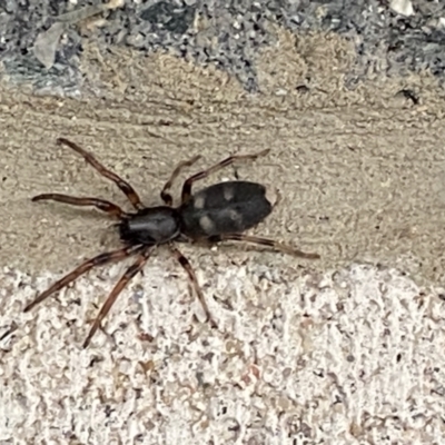 Lampona sp. (genus) (White-tailed spider) at Pialligo, ACT - 18 Oct 2021 by FeralGhostbat