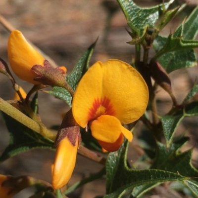 Podolobium ilicifolium (Prickly Shaggy-pea) at Lower Boro, NSW - 16 Oct 2021 by mcleana