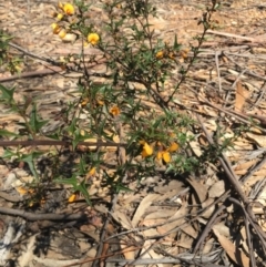 Podolobium ilicifolium at Lower Boro, NSW - 16 Oct 2021