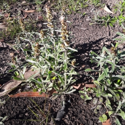 Gamochaeta calviceps (Narrowleaf Purple Everlasting) at Termeil, NSW - 17 Oct 2021 by Syncarpia