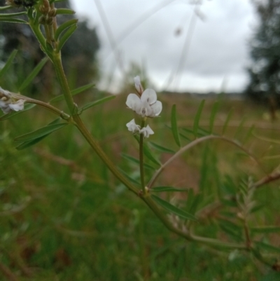 Vicia disperma (Two Seeded Vetch) at Coombs, ACT - 14 Oct 2021 by Miranda