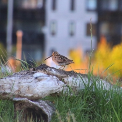 Gallinago hardwickii (Latham's Snipe) at Fyshwick, ACT - 17 Oct 2021 by MB