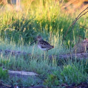 Gallinago hardwickii at Fyshwick, ACT - 18 Oct 2021