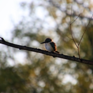 Todiramphus sanctus at Fyshwick, ACT - 18 Oct 2021 06:48 AM