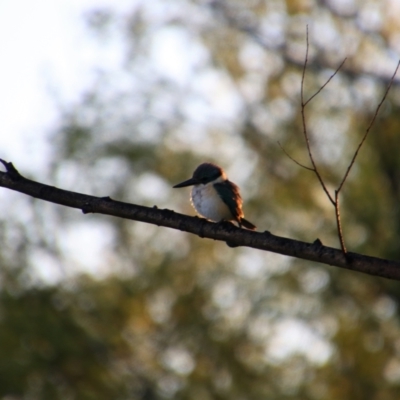 Todiramphus sanctus (Sacred Kingfisher) at Fyshwick, ACT - 17 Oct 2021 by MB