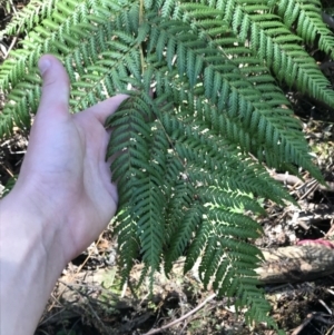 Dicksonia antarctica at Paddys River, ACT - 9 Oct 2021