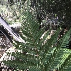 Dicksonia antarctica at Paddys River, ACT - 9 Oct 2021