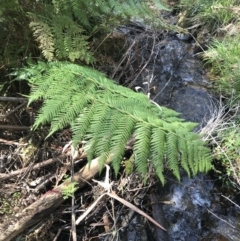 Dicksonia antarctica at Paddys River, ACT - 9 Oct 2021