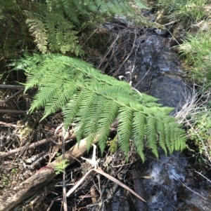 Dicksonia antarctica at Paddys River, ACT - 9 Oct 2021