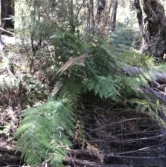 Dicksonia antarctica at Paddys River, ACT - 9 Oct 2021