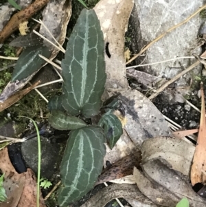 Clematis aristata at Paddys River, ACT - 9 Oct 2021