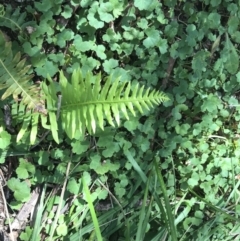 Blechnum nudum (Fishbone Water Fern) at Tidbinbilla Nature Reserve - 9 Oct 2021 by Tapirlord