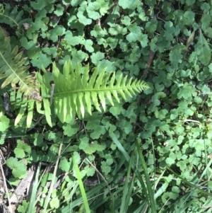 Blechnum nudum at Paddys River, ACT - 9 Oct 2021