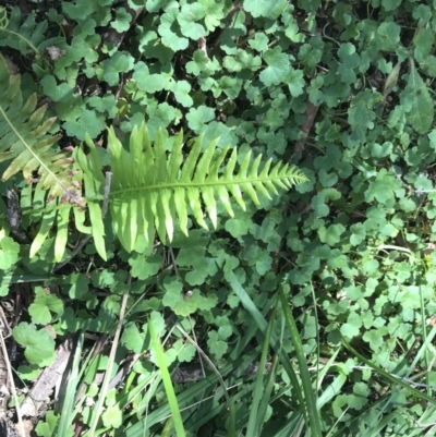 Blechnum nudum (Fishbone Water Fern) at Paddys River, ACT - 9 Oct 2021 by Tapirlord