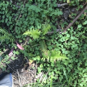 Blechnum nudum at Paddys River, ACT - 9 Oct 2021