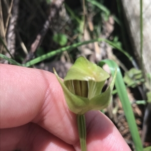 Pterostylis curta at Paddys River, ACT - 9 Oct 2021