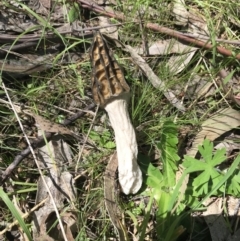 Morchella elata group (Morel) at Paddys River, ACT - 9 Oct 2021 by Tapirlord