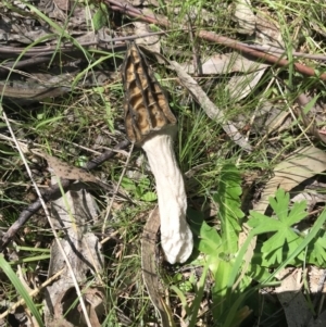 Morchella elata group at Paddys River, ACT - 9 Oct 2021 01:24 PM