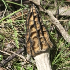 Morchella elata group at Paddys River, ACT - 9 Oct 2021 01:24 PM