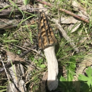 Morchella elata group at Paddys River, ACT - 9 Oct 2021