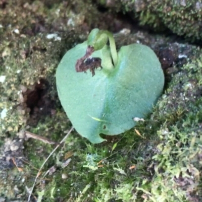 Corysanthes sp. (A Helmet Orchid) at Paddys River, ACT - 9 Oct 2021 by Tapirlord