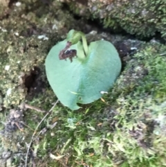 Corysanthes sp. at suppressed - suppressed