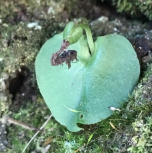 Corysanthes sp. at suppressed - suppressed