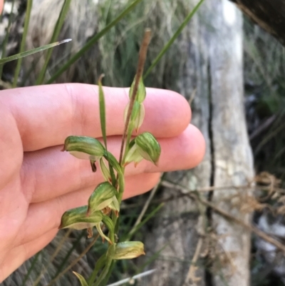 Bunochilus montanus (ACT) = Pterostylis jonesii (NSW) (Montane Leafy Greenhood) at Paddys River, ACT - 9 Oct 2021 by Tapirlord