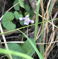 Viola hederacea (Ivy-leaved Violet) at Paddys River, ACT - 9 Oct 2021 by Tapirlord
