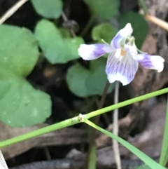 Viola hederacea at Paddys River, ACT - 9 Oct 2021 01:35 PM