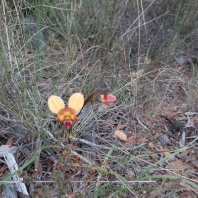 Diuris orientis (Wallflower Orchid) at Seddon, SA - 16 Sep 2021 by laura.williams