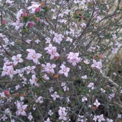 Boronia edwardsii (Edwards' Boronia) at Parndana, SA - 16 Sep 2021 by laura.williams