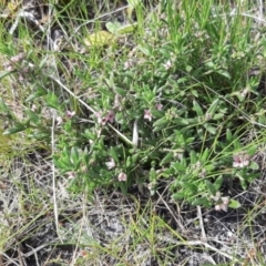 Zieria veronicea subsp. insularis (Pink Zieria) at Newland, SA - 18 Sep 2021 by laura.williams