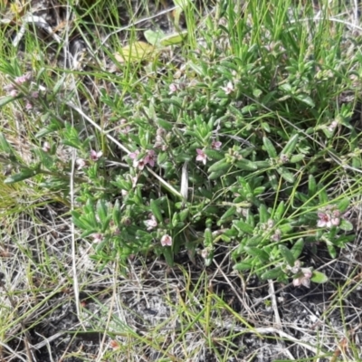 Zieria veronicea subsp. insularis (Pink Zieria) at Newland, SA - 18 Sep 2021 by laura.williams