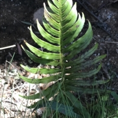 Blechnum cartilagineum (Gristle Fern) at Paddys River, ACT - 9 Oct 2021 by Tapirlord