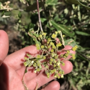 Bedfordia arborescens at Paddys River, ACT - 9 Oct 2021 01:38 PM