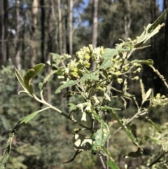 Bedfordia arborescens at Paddys River, ACT - 9 Oct 2021 01:38 PM