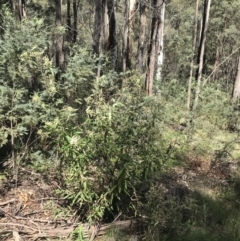 Bedfordia arborescens at Paddys River, ACT - 9 Oct 2021