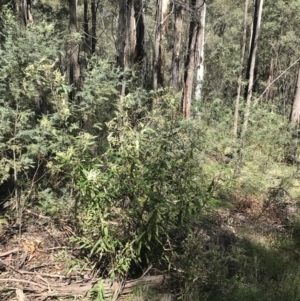 Bedfordia arborescens at Paddys River, ACT - 9 Oct 2021 01:38 PM